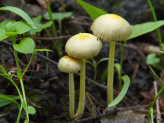 Troishling polkruhový (stropharia hemispherical): fotografia a popis