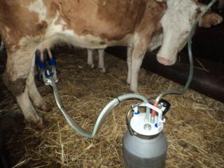 Cum să mulgi o vacă cu o mașină de muls: pregătire și reguli de muls