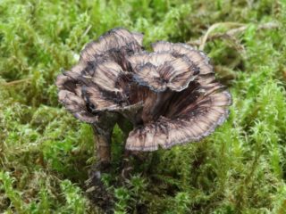 Clavel Telephora (clavo): foto y descripción.