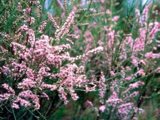 Tamarix ker (tamarisk, beadweed, hrebeň): fotografia a popis odrôd