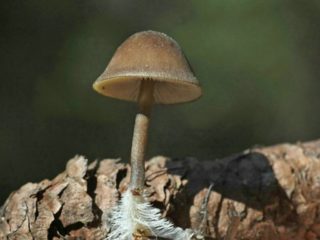 Strobilurus lacepodus: أين ينمو، كيف يبدو، هل من الممكن تناوله؟