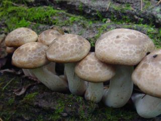 صف الدردار (Elm hypsizygus): الصورة والوصف