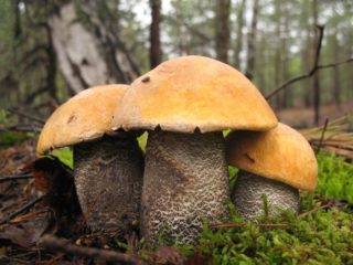 Boletus palsu: cara mengenal pasti, foto dan penerangan