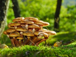 Poisoning with false honey mushrooms: symptoms, first aid, consequences