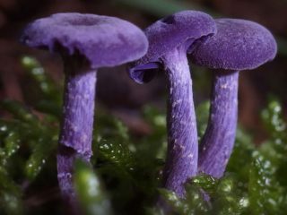 Ametystový lak (Lilac lak): popis a foto
