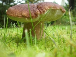 How to pickle porcini mushrooms at home