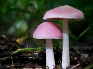 Mycena rosea: popis a fotografia
