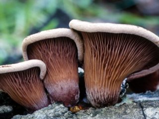 Panus v tvare ucha (piliarsky v tvare ucha): fotografia a popis
