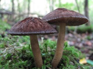 Pluteus umber: fotografia a popis