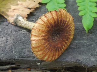 Sulfolia brázda (Lentinus rufous): fotografia a popis