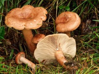 Eik melk sopp (eik melk sopp): hvordan det ser ut, fordeler, oppskrifter