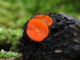 Štítna žľaza Scutellia (podšálka Scutellinia): fotografia a popis