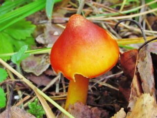Hygrocybe conic: descriere și fotografie