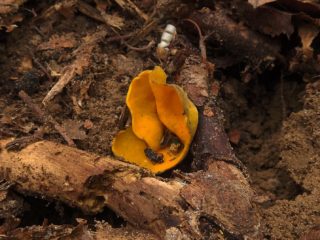 Kaloscypha genial: fotografie și descriere