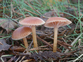 Hygrocybe the Beautiful: spiselighet, beskrivelse og foto