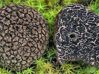 Chinese truffles: what they are called when dried, edibility, description and photo