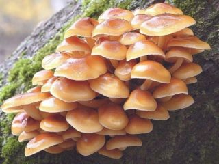 Miere de ciuperci cânepă: fotografii și descrieri ale ciupercilor comestibile și false