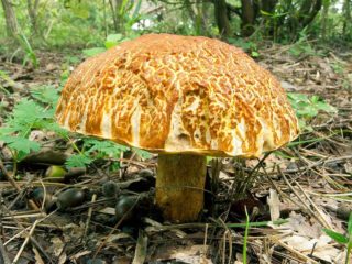 Obabok Timur Jauh: foto, tempat ia tumbuh, gunakan