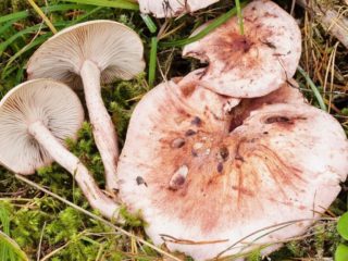 Hygrophorus sčervenanie: jedlá, popis, foto