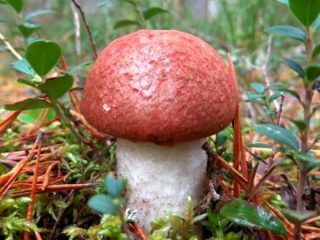Pine boletus: description and photo
