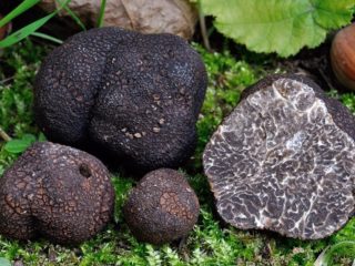 Smooth black truffle: description and photo