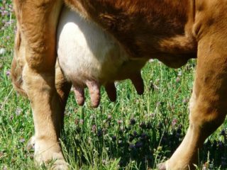 Mastitis fibrinosa en vacas: tratamiento y prevención.
