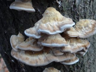 Bjorkandera smoky (Smoky polypore): снимка и описание, ефект върху дърветата