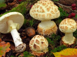 Muchotrávka Amanita (žltozelená, citrónová): foto a popis, je vhodná na konzumáciu
