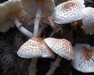 Hrebeňový dáždnik (Crest Lepiota): popis a foto