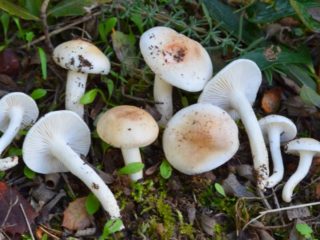 Beech hygrophorus: edibility, description and photo