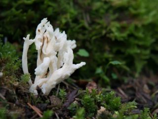 Clavulina rugosa: descripción y foto.