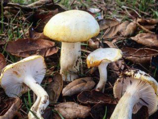 Higróforo dorado: ¿se puede comer, descripción y foto?