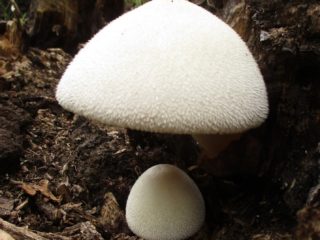 Volvariella حريري: الصالحة للأكل والوصف والصورة