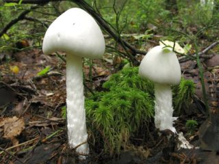 Stinking fly agaric (white toadstool): description and photo, symptoms of poisoning