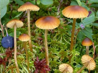 Galerina sphagnum: cum arată, unde crește, fotografie