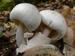 Volvariella الطفيلية: الوصف والصورة