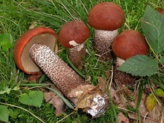 Cendawan boletus dan boletus: cara membersihkan, mencuci dan merendam