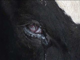 Tratamiento de la queratoconjuntivitis en bovinos.
