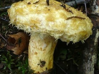 Pechuga azul (pechuga de perro): foto y descripción.