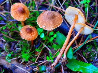 Lepiota gaštan: fotografia a popis
