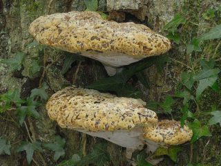 Wood tinder fungus (oak tree): photo and description