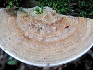 Daedaleopsis rough (Tinder fungus): photo and description