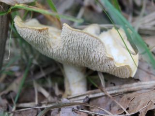 White hedgehog (whitish): photo and description, how to cook, medicinal properties, recipes