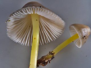 Mucosa de Mycena: donde crece, comestibilidad, foto.