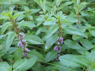 Pennyroyal (النعناع البرغوث، أومبالو، النعناع البرغوث): الصورة والوصف، خصائص مفيدة وموانع