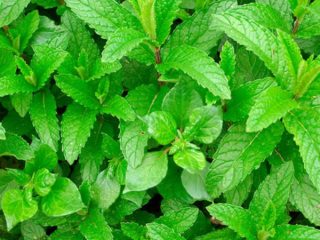 Garden mint (spearmint): medicinal properties and contraindications
