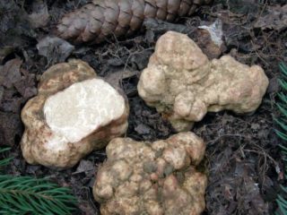 White truffle in Russia: where it grows, how to cook, photos and videos