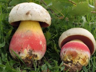 El hongo porcini se ha puesto rosado: ¿por qué, es comestible?