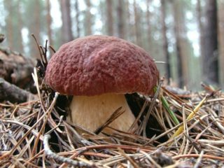Porcini mushrooms in the Moscow region in 2024: where to collect in June, July and August