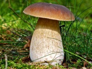 Biela huba: fotografia a popis, odrody